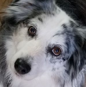 Meet your Posher, Sherry